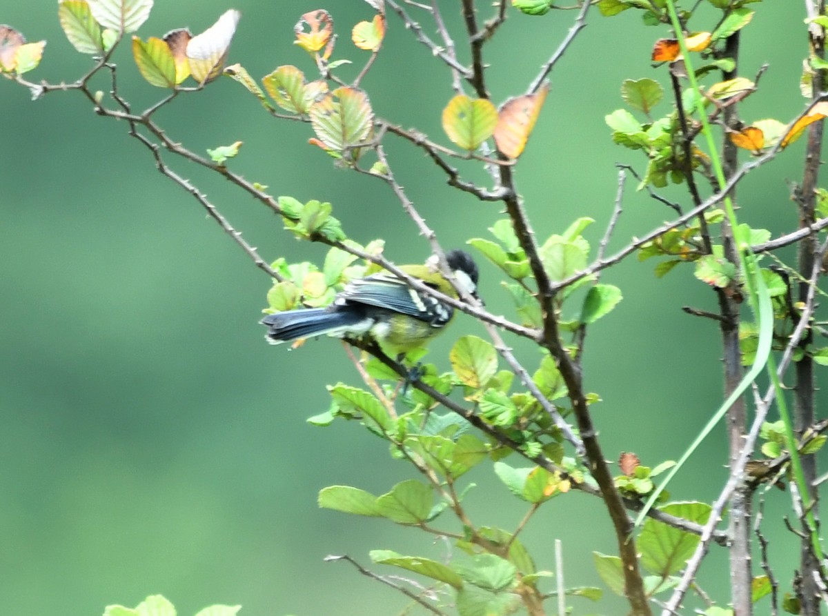 Green-backed Tit - ML412802631