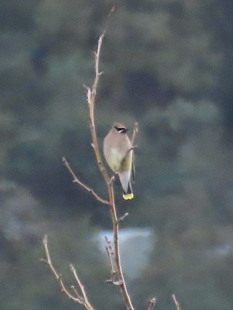 Cedar Waxwing - ML412802861