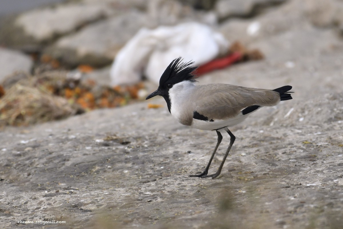 River Lapwing - S S Cheema