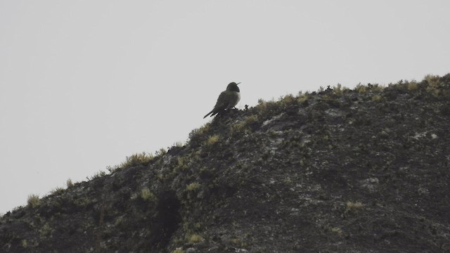 Green-headed Hillstar - ML412804041