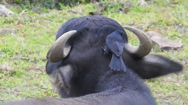 Giant Cowbird - ML412805381