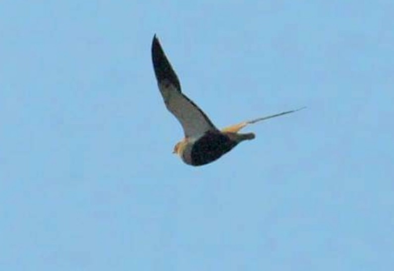 Black-bellied Sandgrouse - ML412805931