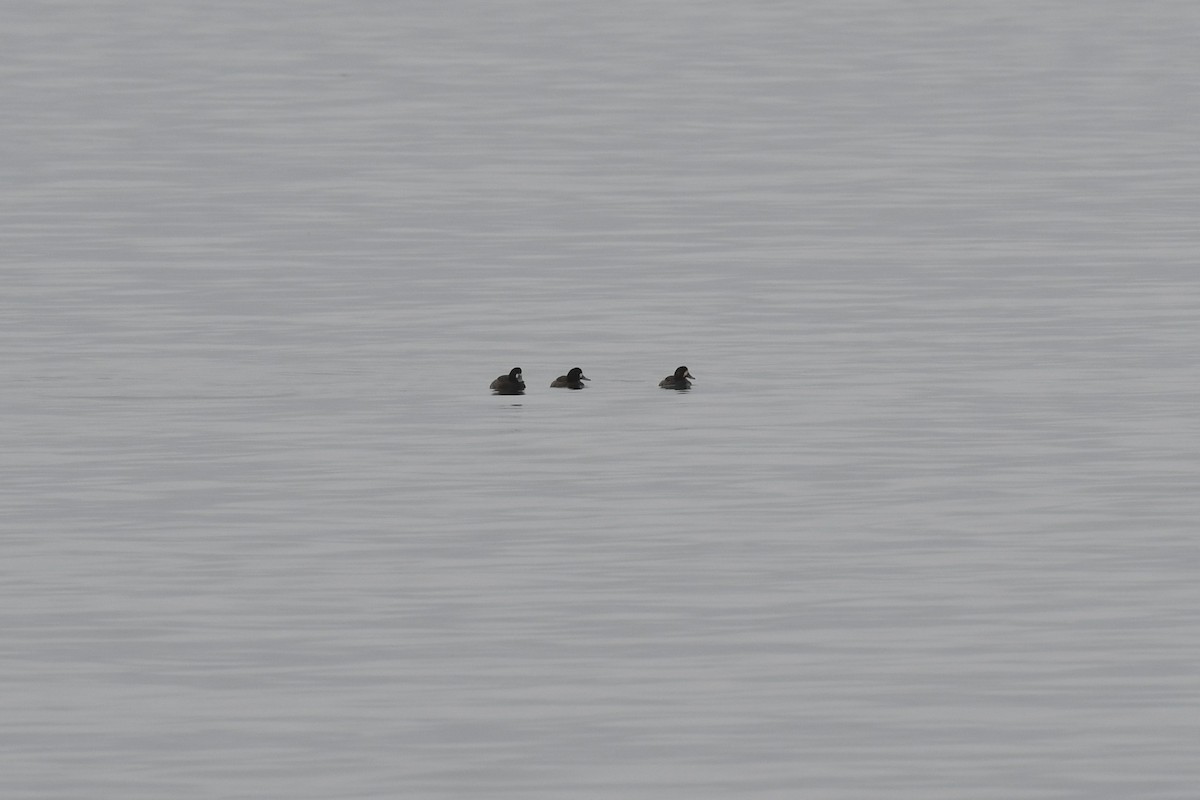 Greater Scaup - ML412807851