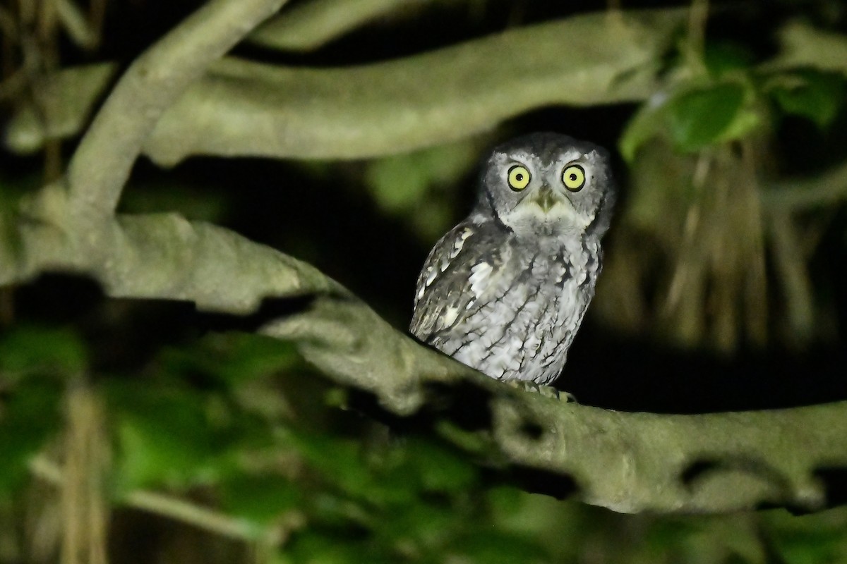 Eastern Screech-Owl - ML412809531