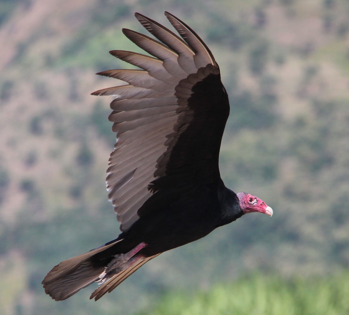 Urubu à tête rouge - ML41281001