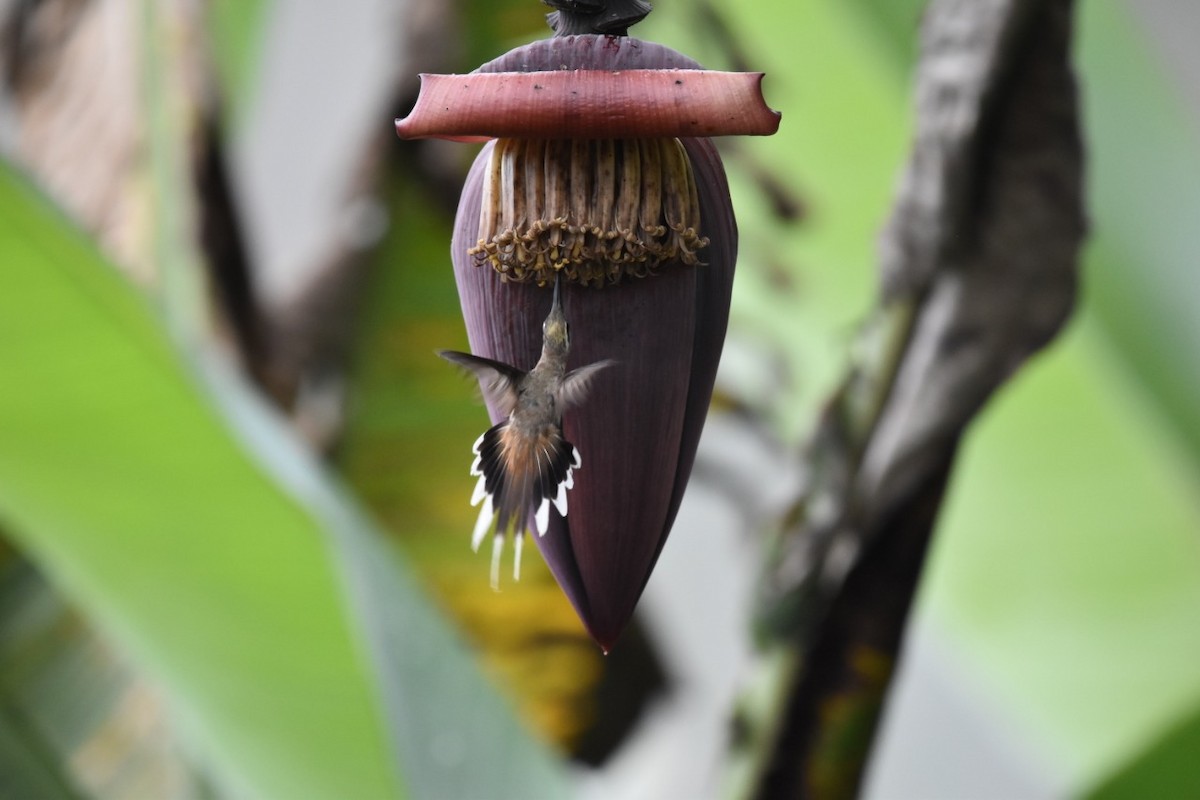 kolibřík tmavolící - ML412810541