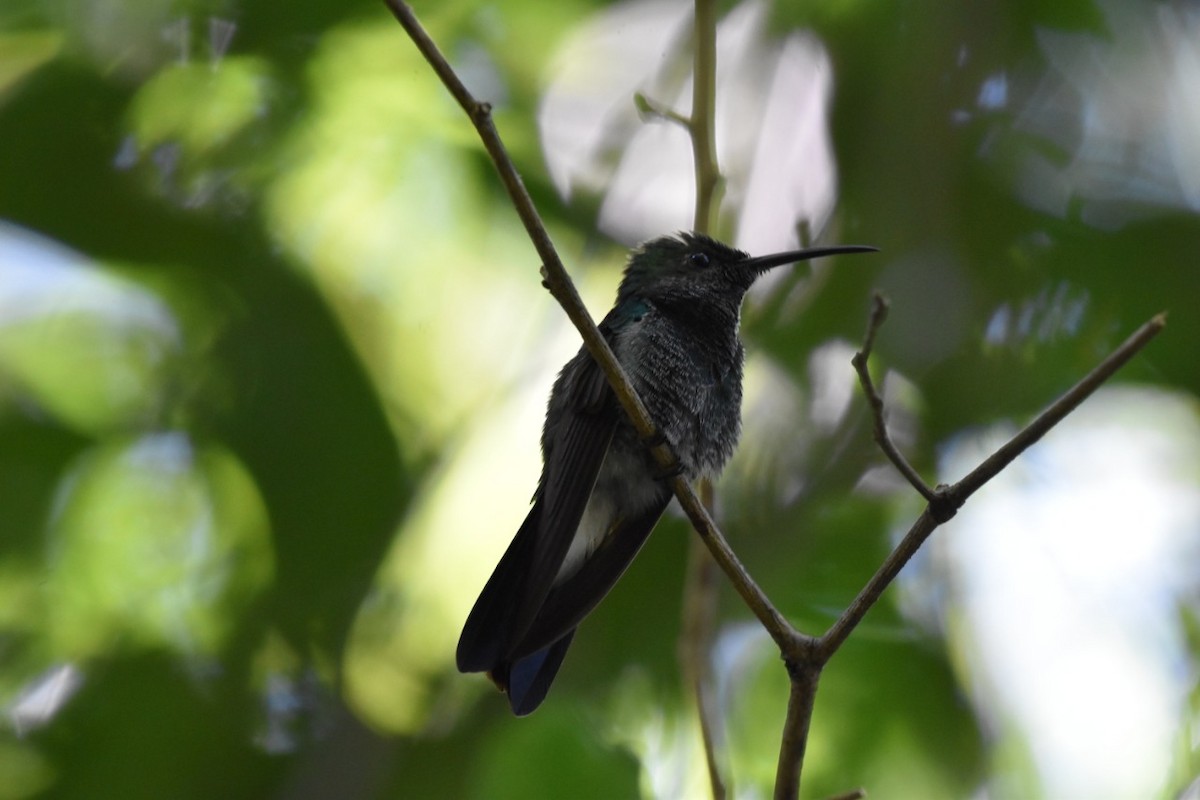 White-vented Plumeleteer - Carlos Adrián Granados Cáceres