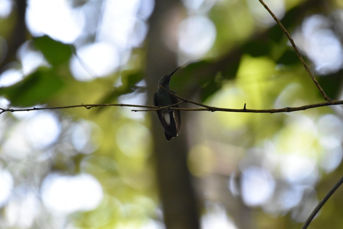 kolibřík bělořitý - ML412810691