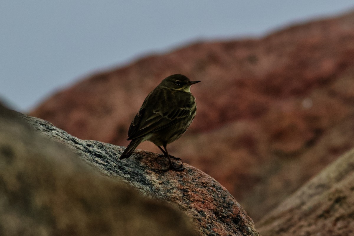 Rock Pipit - ML412810921