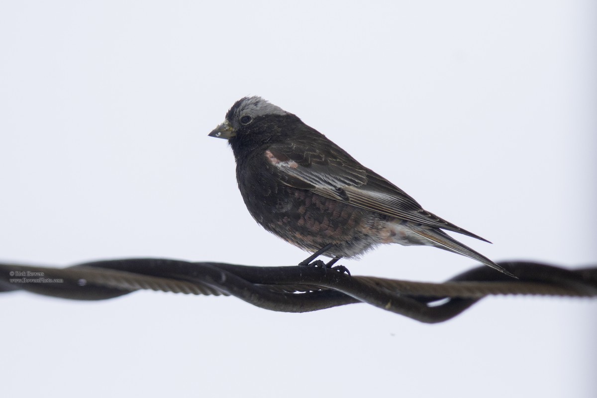 Black Rosy-Finch - Rick Bowers