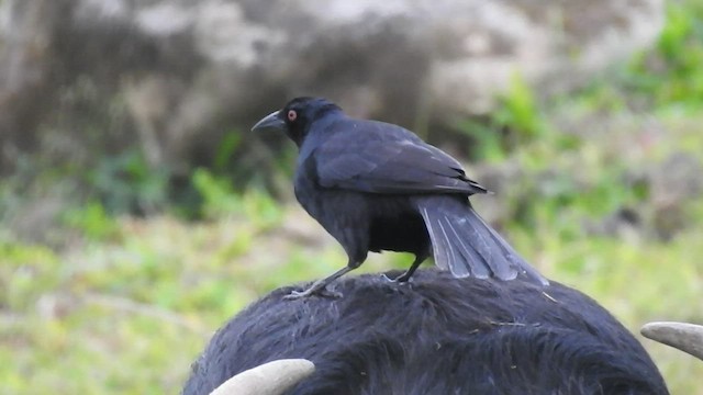 Giant Cowbird - ML412811581