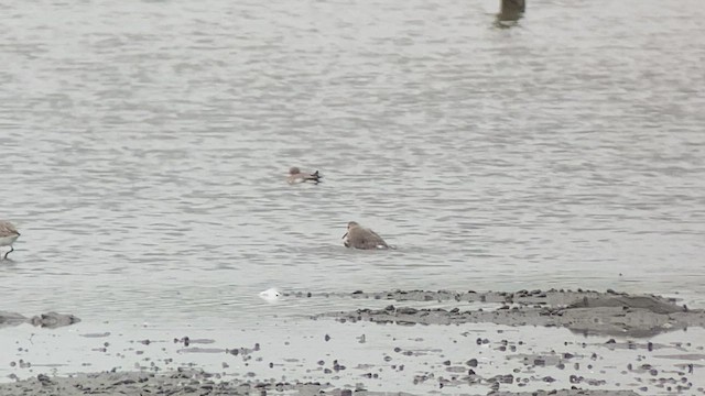 Dunlin - ML412812561