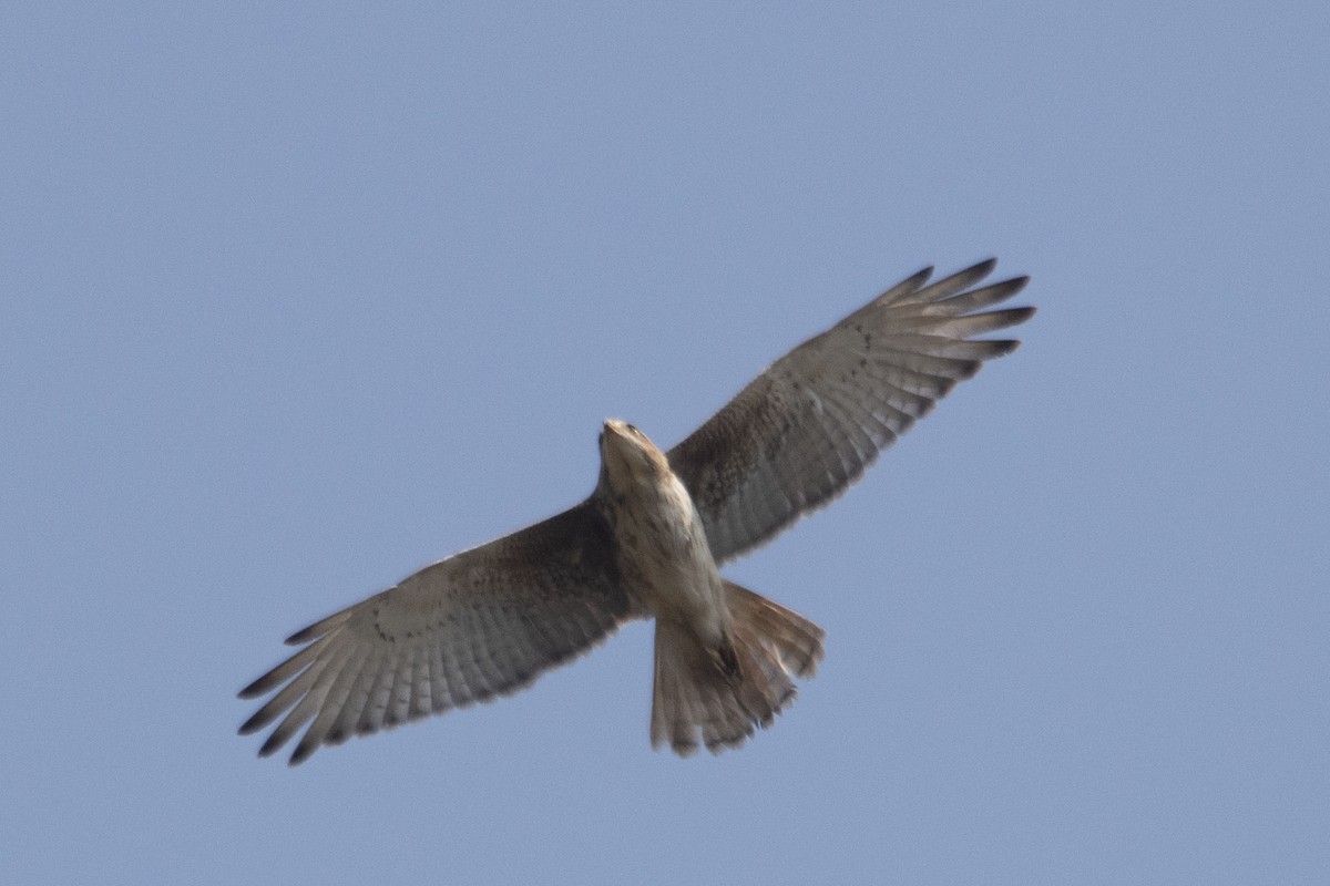 White-eyed Buzzard - ML412812601