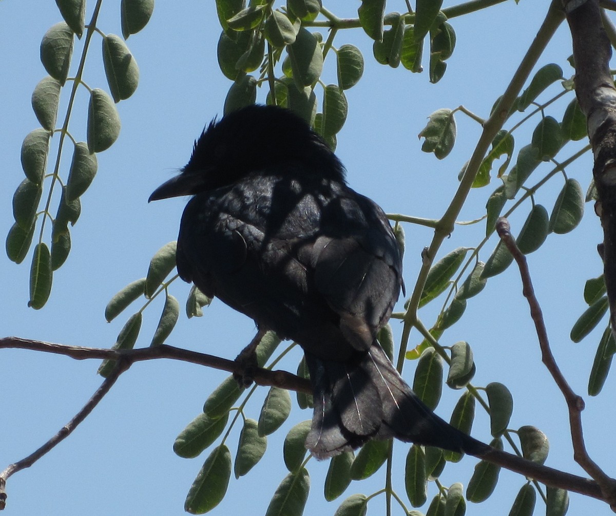 Fork-tailed Drongo - ML412813011