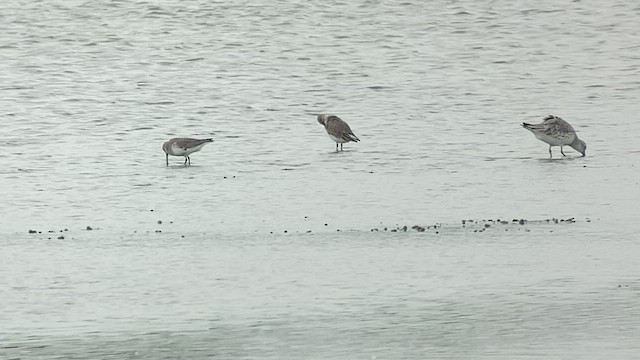 Dunlin - ML412813181