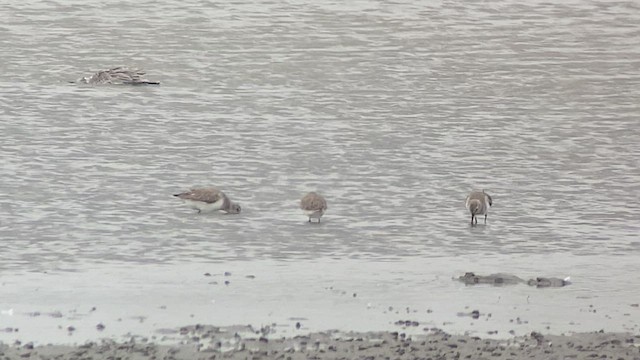 Dunlin - ML412813261