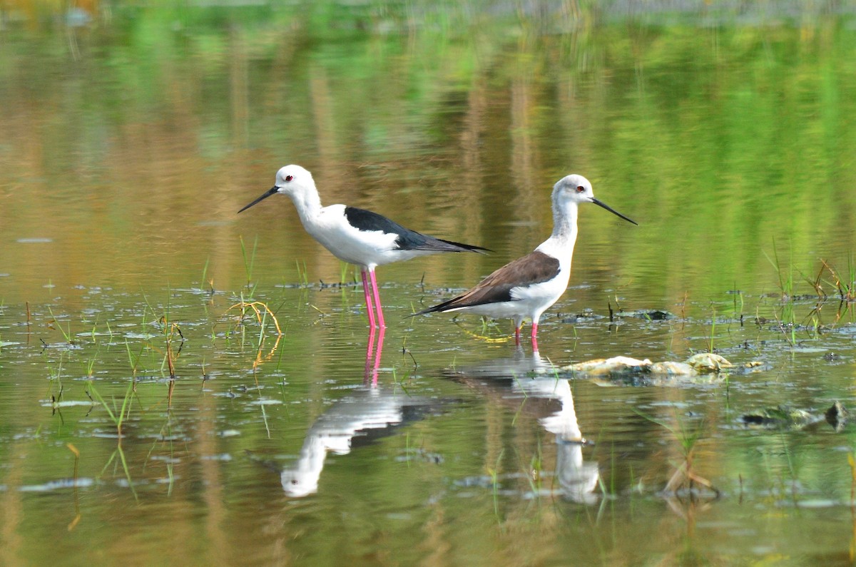 Black-winged Stilt - ML412813361