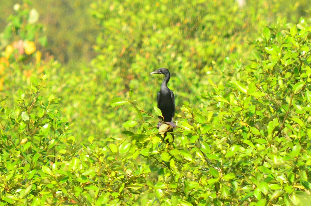 Little Cormorant - ML412813411