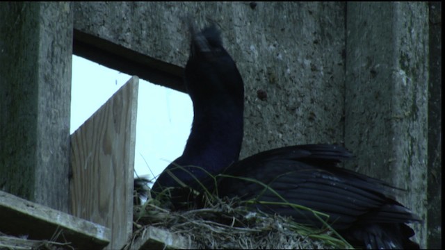 Pelagic Cormorant - ML412815