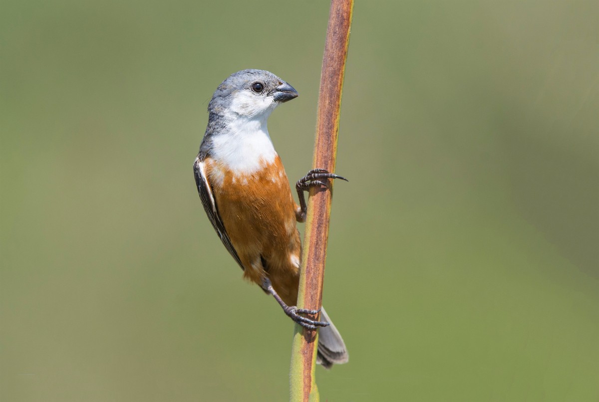 Marsh Seedeater - ML412816491