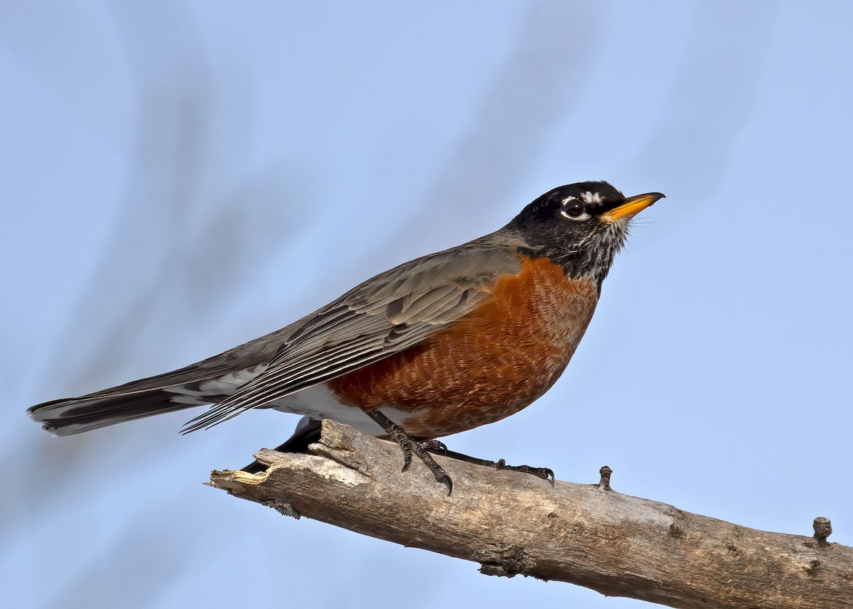 Zorzal Americano (grupo migratorius) - ML412816891