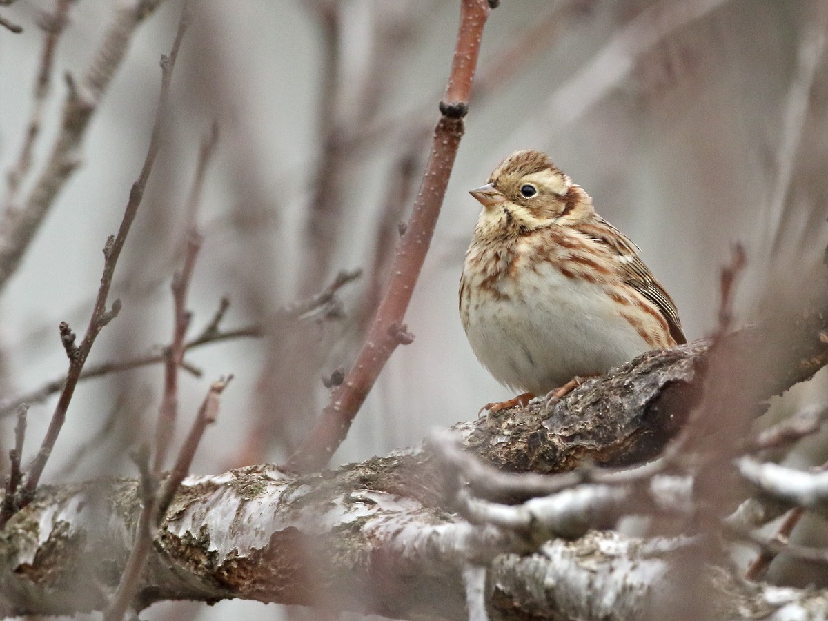 Rustic Bunting - ML412817011