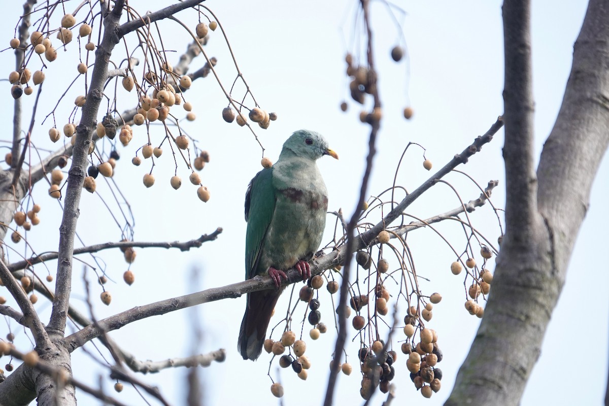 Black-chinned Fruit-Dove - ML412817921