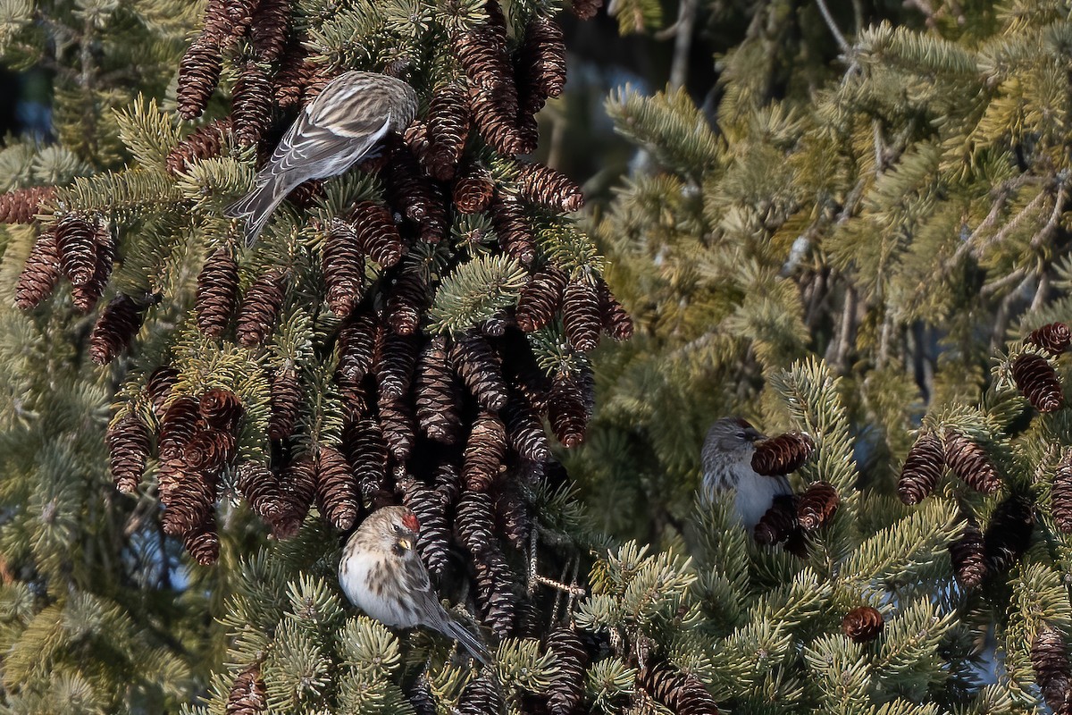 Redpoll (Common) - ML412818091