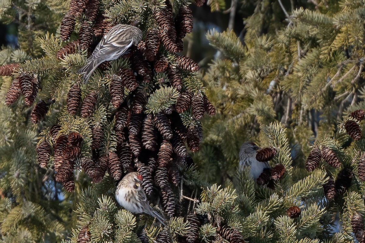 Common Redpoll - ML412818091