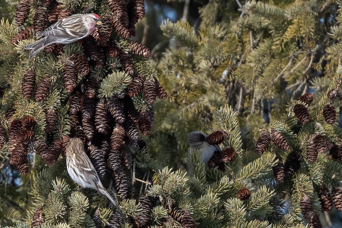 Common Redpoll - ML412818121