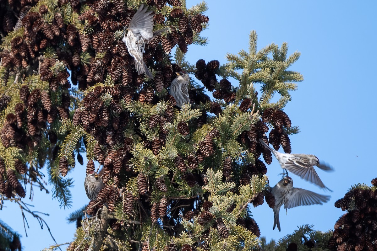 Redpoll (Common) - ML412818171