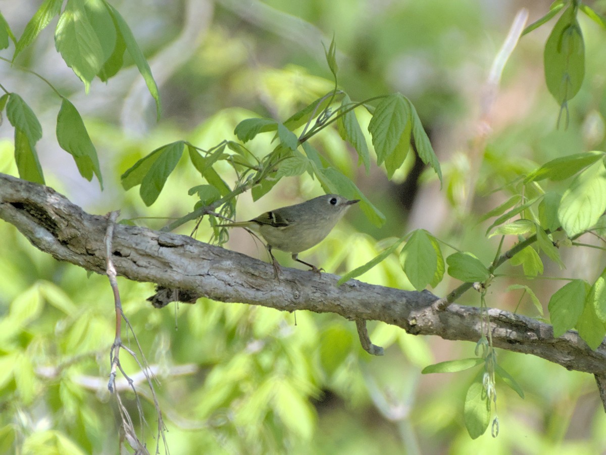 Ruby-crowned Kinglet - ML412818731