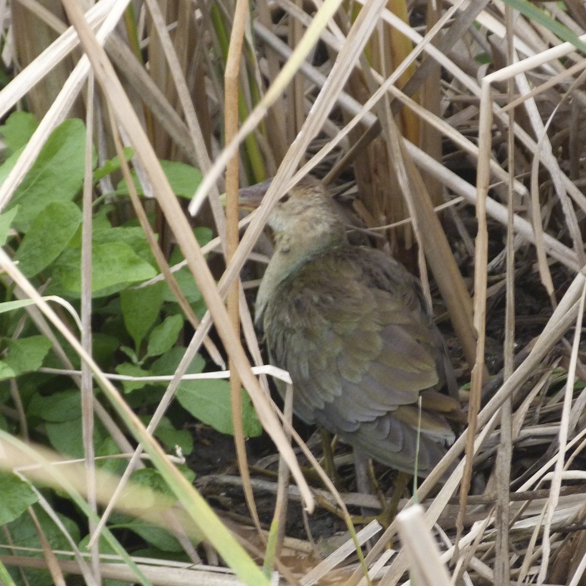 Purple Gallinule - ML412821391