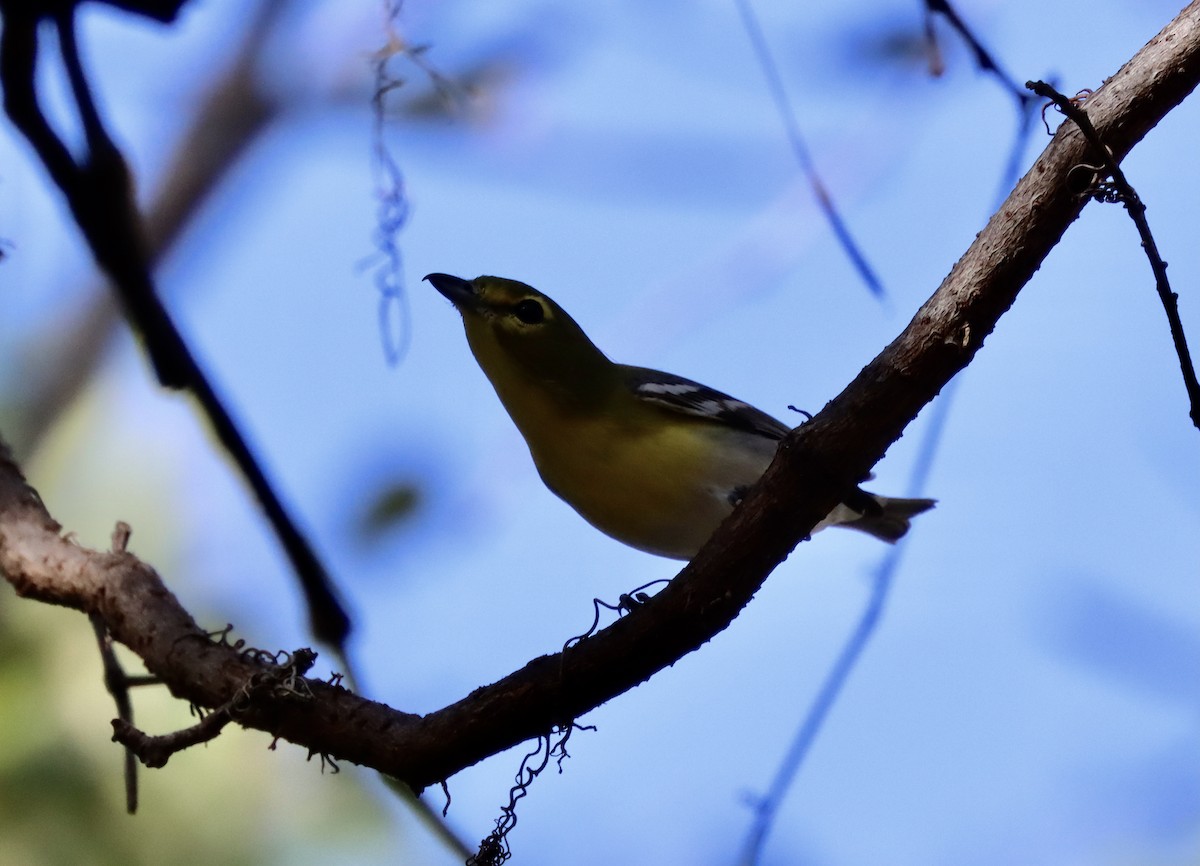 Yellow-throated Vireo - ML412824341