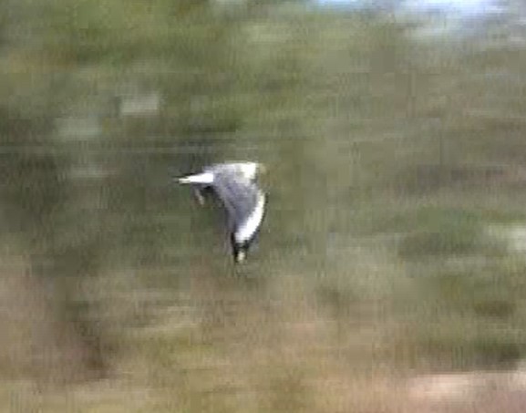 Сероголовая чайка - ML412824541