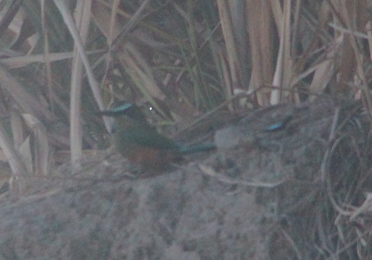 Brauenmotmot - ML41282531