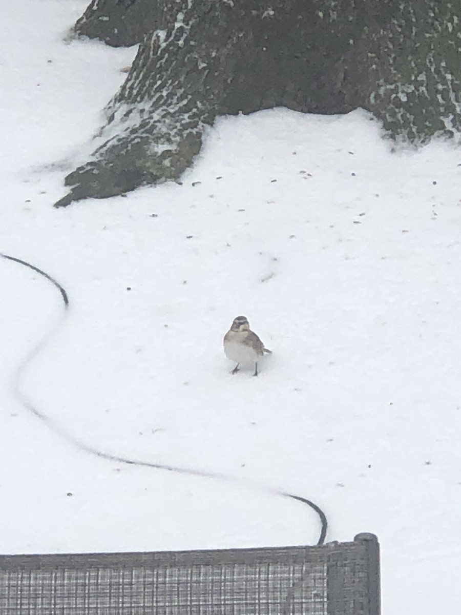 Horned Lark - ML412826341