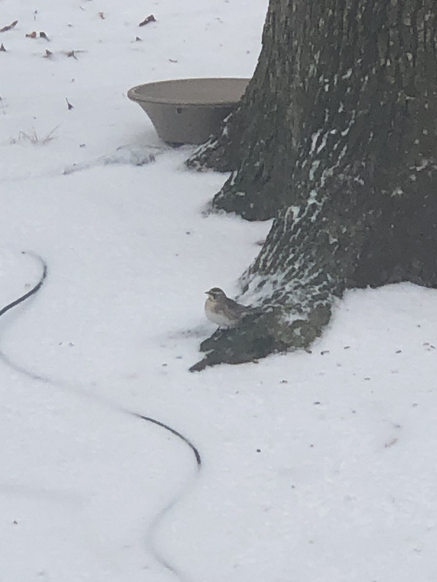 Horned Lark - ML412826361