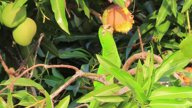 Blue-crowned Parakeet - ML412827391