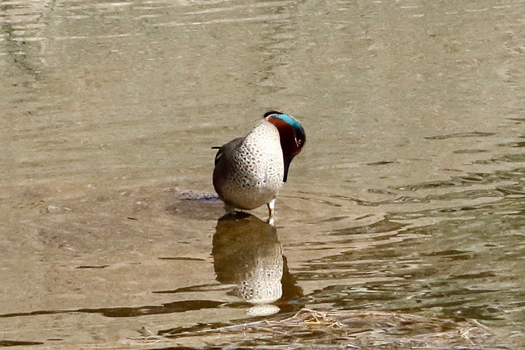 Green-winged Teal - ML412827961
