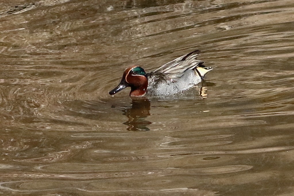 Green-winged Teal - ML412827971