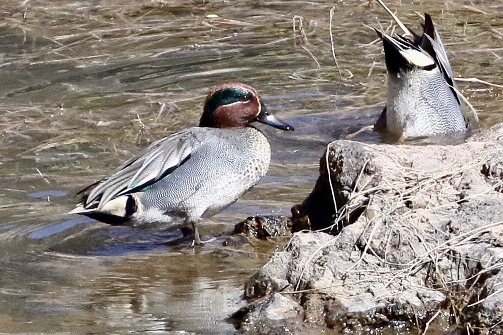 Green-winged Teal - ML412827981