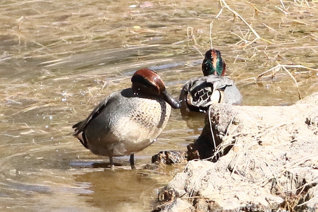 Green-winged Teal - ML412827991