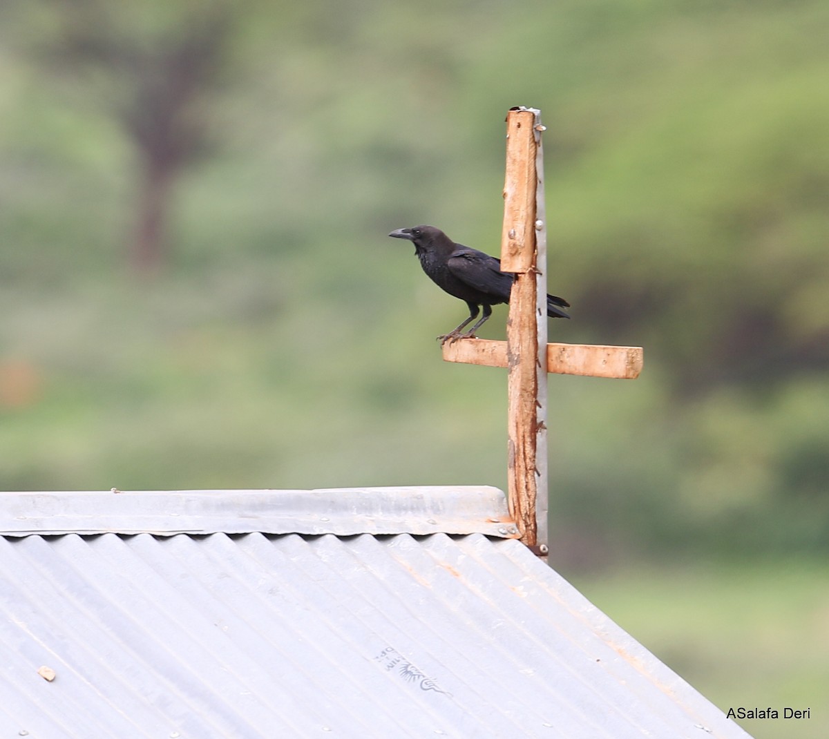 Somali Crow - Fanis Theofanopoulos (ASalafa Deri)