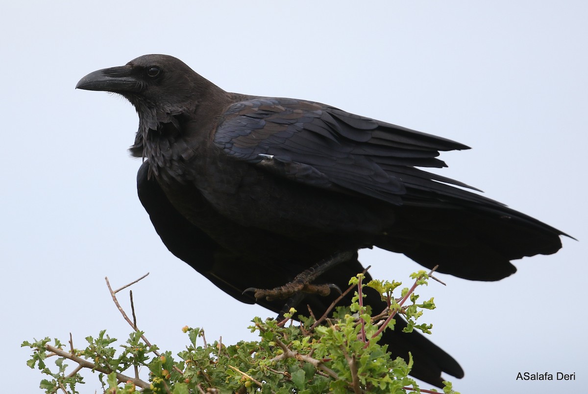 Somali Crow - Fanis Theofanopoulos (ASalafa Deri)