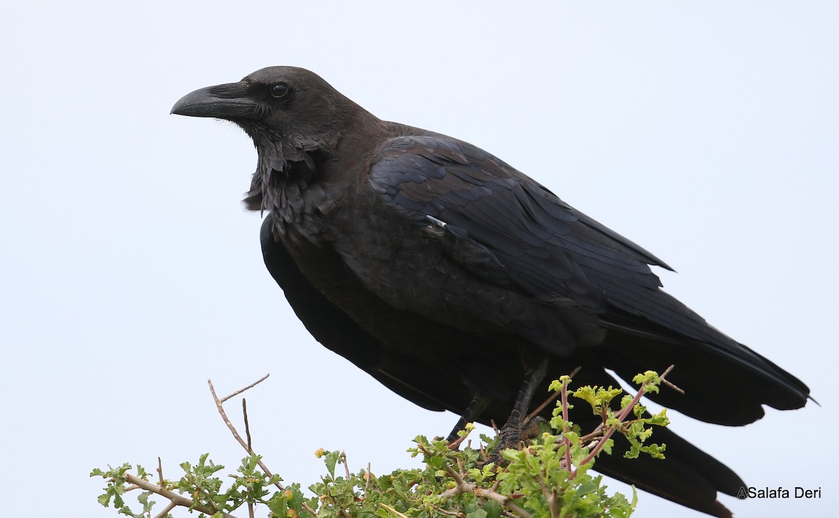 Somali Crow - Fanis Theofanopoulos (ASalafa Deri)