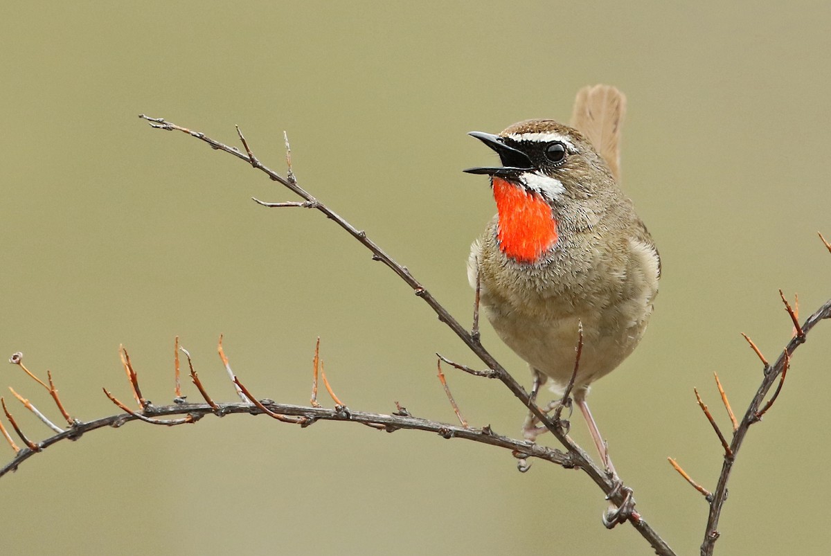 Siberian Rubythroat - ML41283031