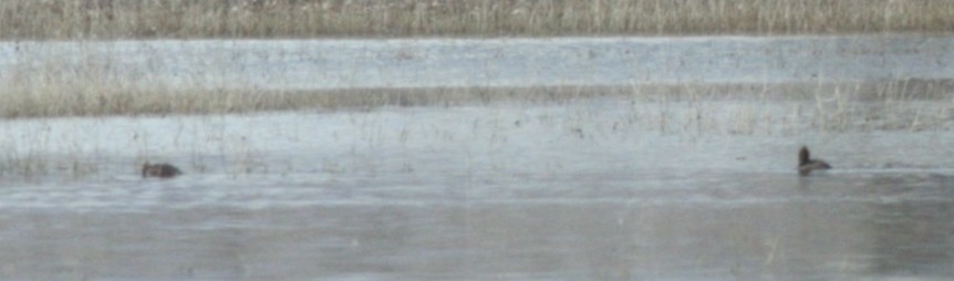 Hooded Merganser - ML412830651