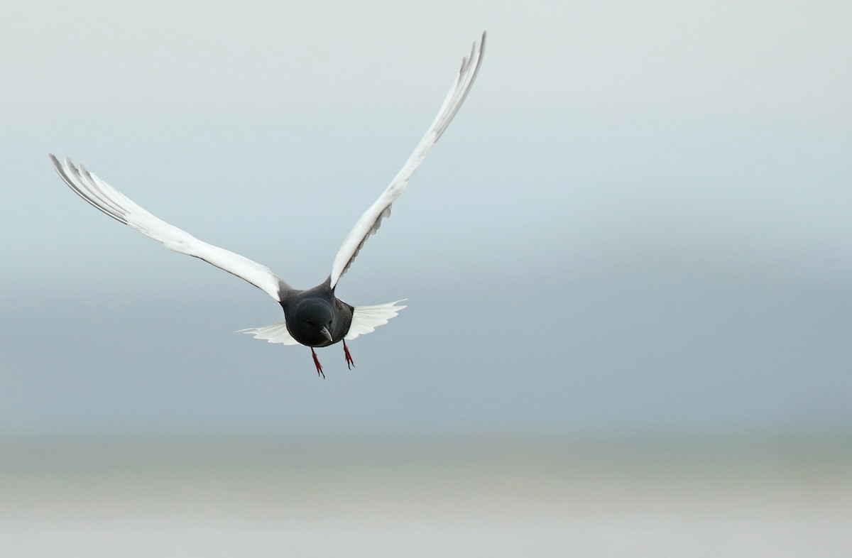 White-winged Tern - Luke Seitz