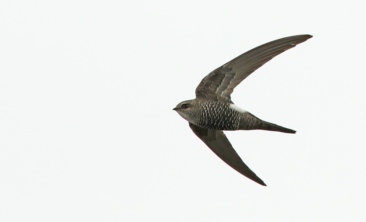 Salim Ali's Swift - Luke Seitz